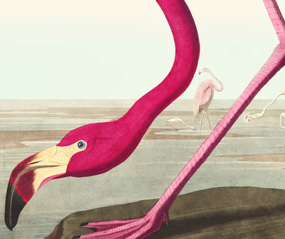 American Flamingo by John James Audobon, 1827 - Personalised Fine Art