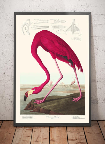 Amerikanischer Flamingo von John James Audubon, 1827 