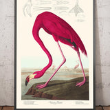American Flamingo by John James Audubon, 1827