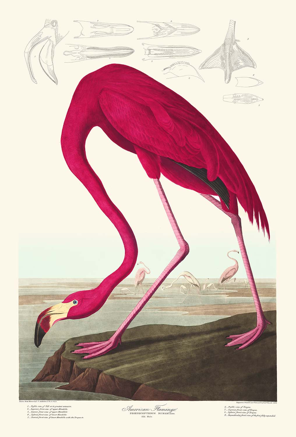 Amerikanischer Flamingo von John James Audubon, 1827 