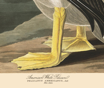 American White Pelican by John James Audobon, 1827 - Personalised Fine Art