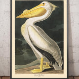 American White Pelican by John James Audubon, 1827