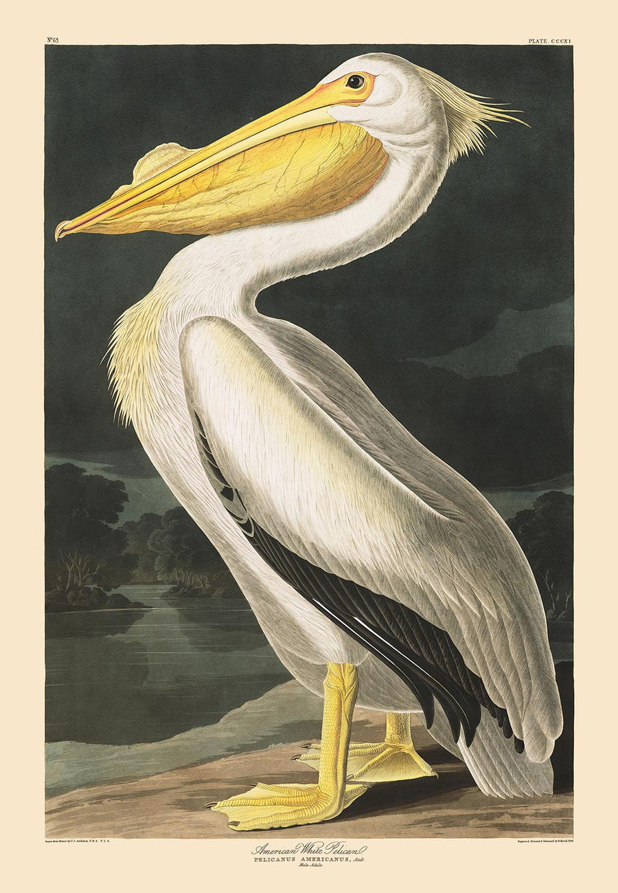 Pellicano bianco americano di John James Audubon, 1827 