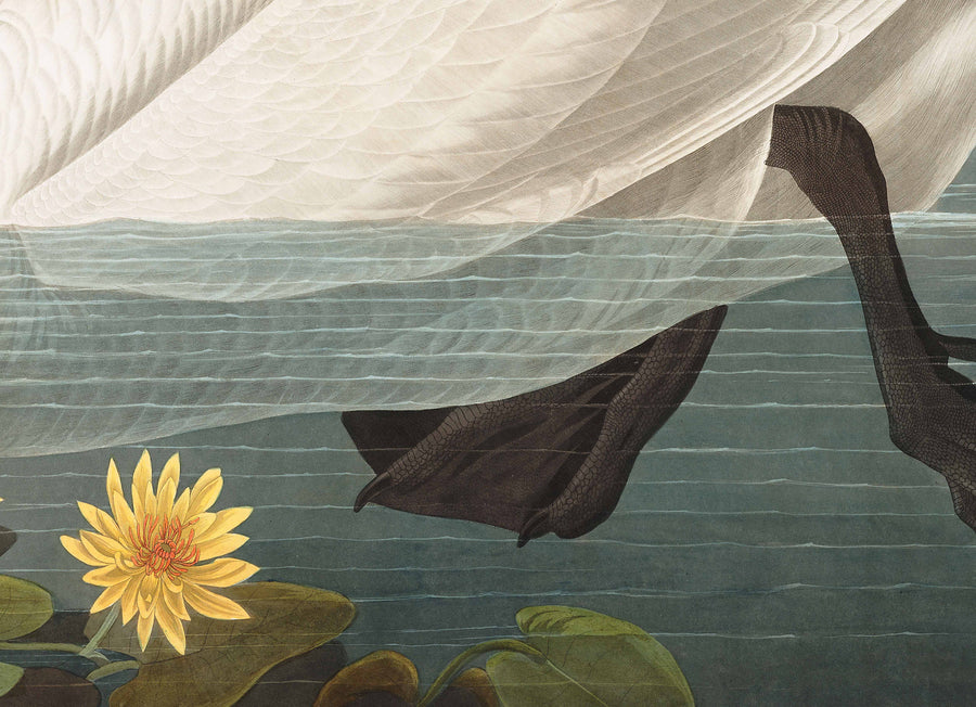 Cigno americano comune di John James Audubon, 1827 - Arte fine personalizzata 