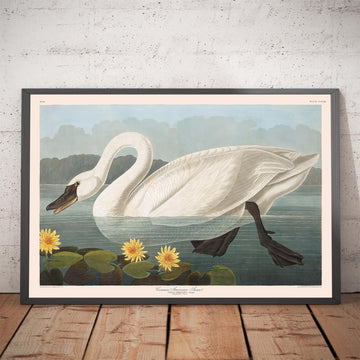 Cigno americano comune di John James Audubon, 1827 - Arte fine personalizzata 