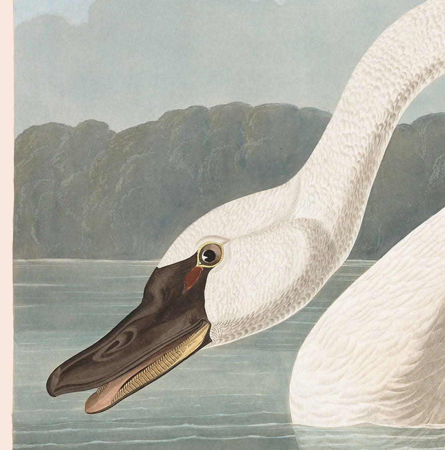 Cigno americano comune di John James Audubon, 1827 - Arte fine personalizzata 