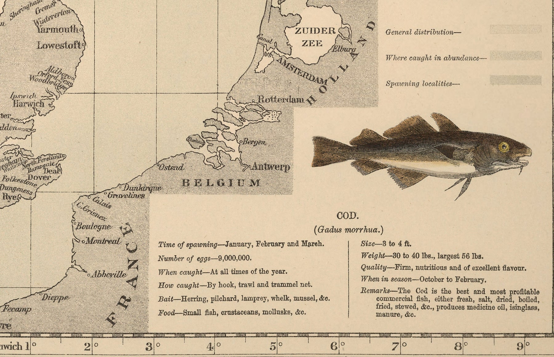 Cod Ocean Map Old Cod Fish Map of the North Sea, 1883 by O.T. Olsen - Cod Fishing, D ...