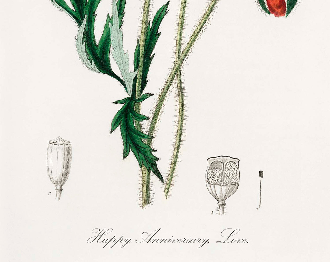 Common Poppy Botanical Illustration by Stephenson and Churchill, 1836