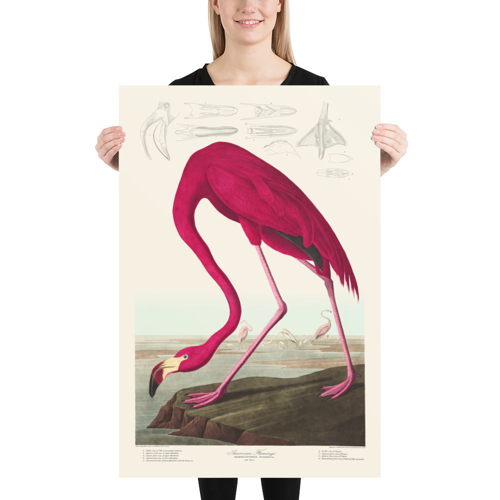 American Flamingo by John James Audobon, 1827 - Personalised Fine Art