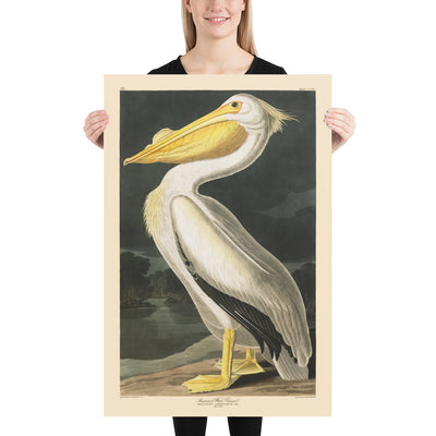 American White Pelican by John James Audobon, 1827 - Personalised Fine Art