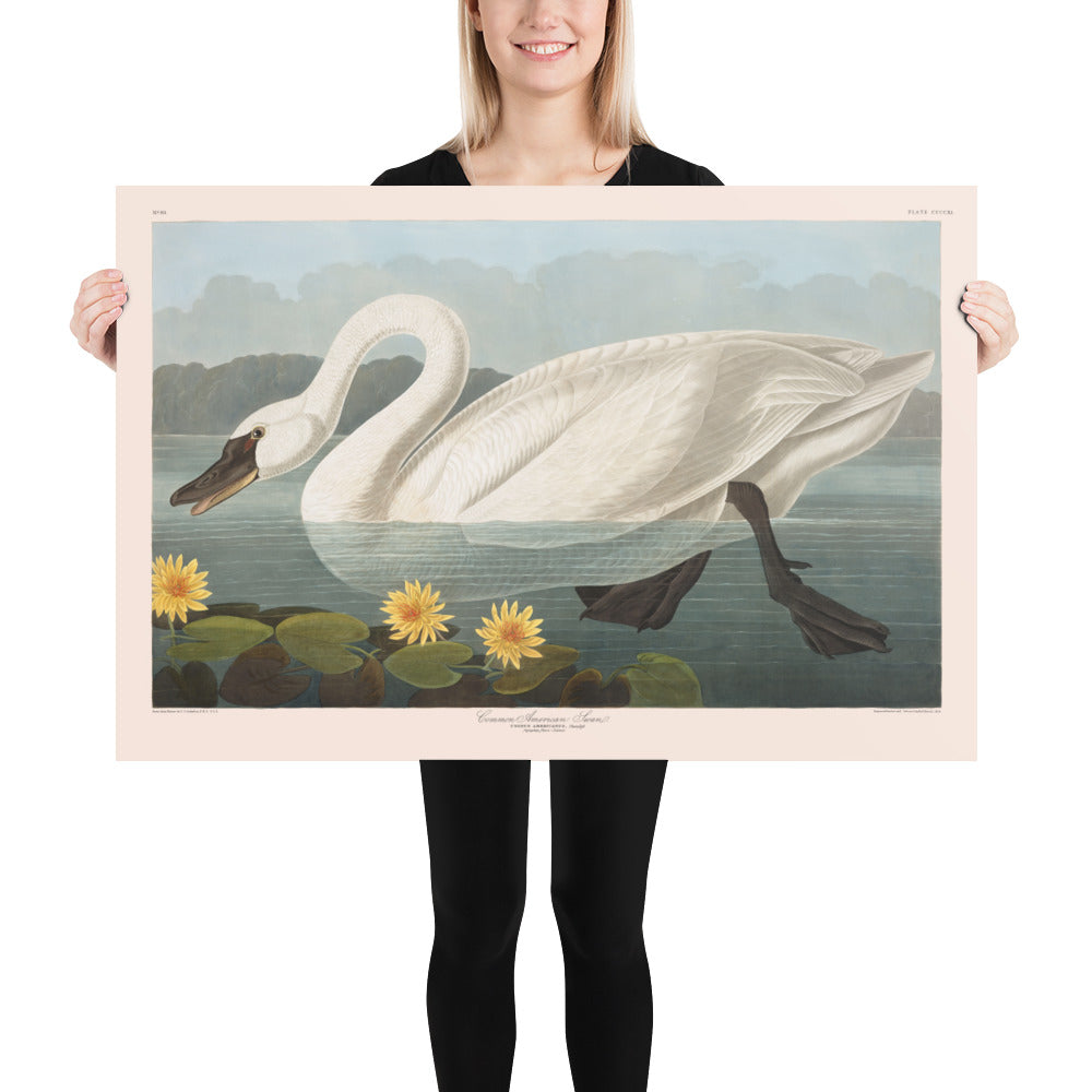 Common American Swan by John James Audobon, 1827 - Personalised Fine Art