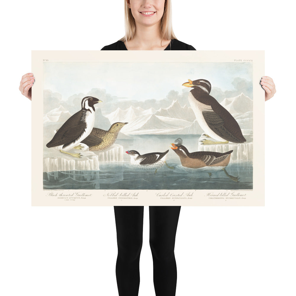 Guillemots et pingouins (oiseaux de mer) par John James Audobon, 1827 - Beaux-arts personnalisés