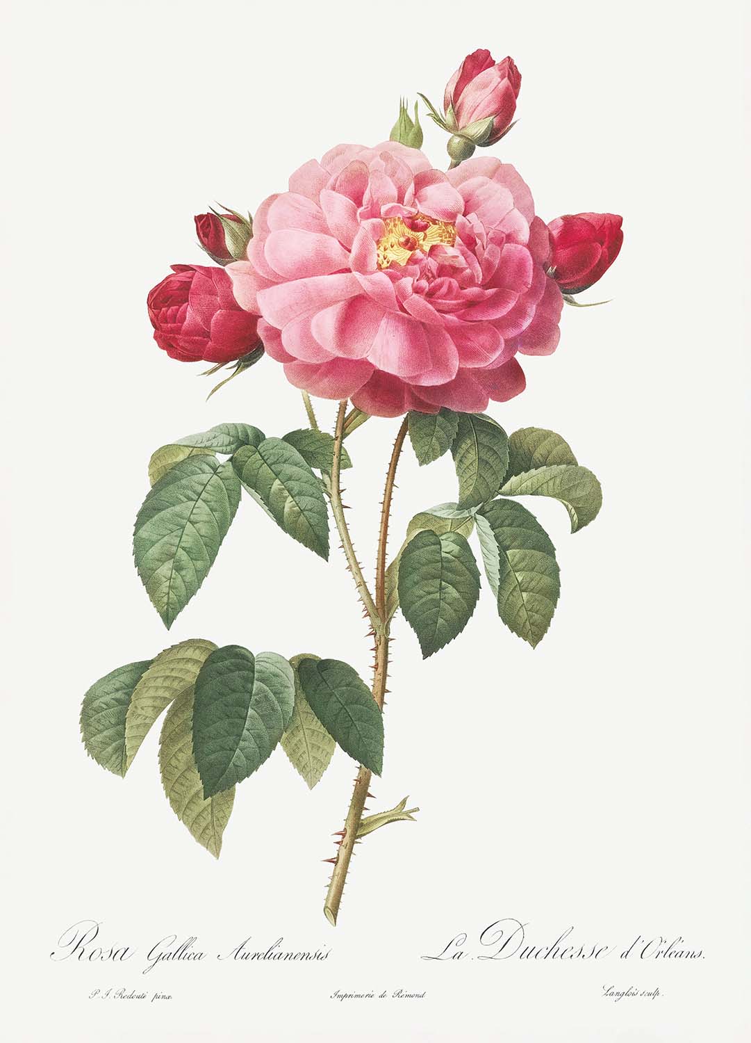 Gallic Rose by Pierre-Joseph Redouté, 1817 - Personalised Fine Art