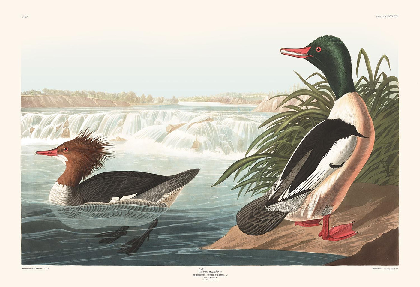Goosander (Sea Duck) by John James Audobon, 1827 - Personalised Fine Art