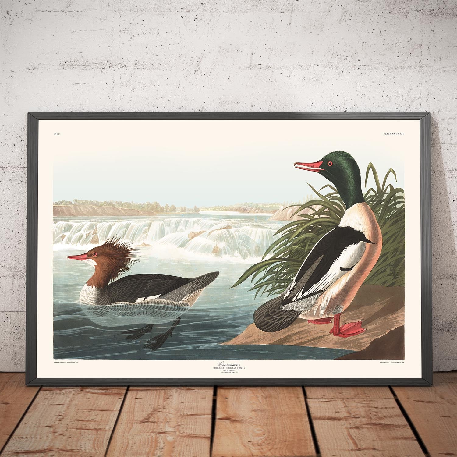 Goosander (Sea Duck) by John James Audubon, 1827 – The Unique Maps Co.