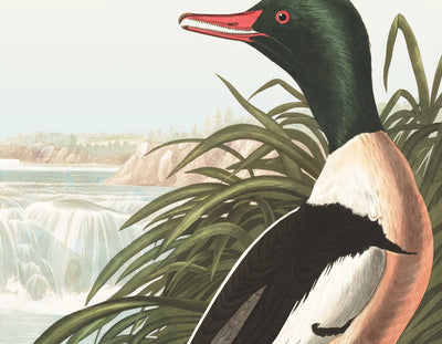 Goosander (Sea Duck) by John James Audobon, 1827 - Personalised Fine Art