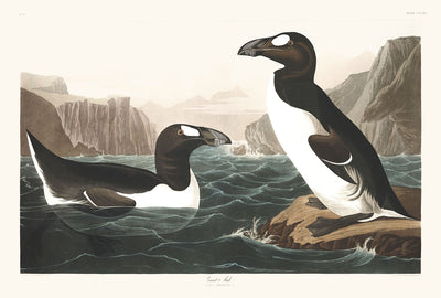 Great Auk (Extinct Penguin) by John James Audobon, 1827 - Personalised Fine Art