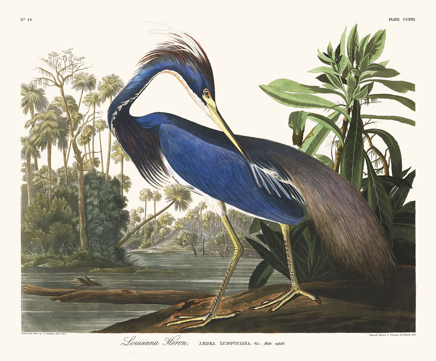 Louisiana Heron by John James Audobon, 1827 - Personalised Fine Art