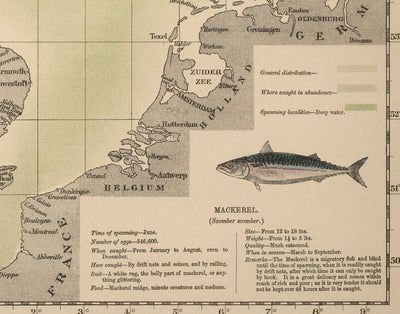 Old Mackerel Fish Map of the North Sea, 1883 by O.T. Olsen - Mackerel Fishing, Distribution, Spawning, Etc.